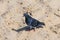 A dove with bright mother-of-pearl plumage walks along a sandy beach on a sunny day