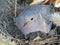 Dove with chicks