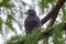 Dove on a coniferous branch with a blurred green background