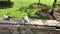 Dove couple making love in the park on a sunny day. Romantic bird couple. Groom escape