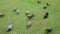 Dove eating food on a green lawn in the daytime.