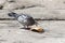 Dove eating a piece of bread