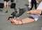 Dove eating, in St. Mark\'s Square, Venice