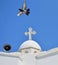 A dove flies over the church