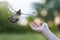 A dove flies into a woman`s hand