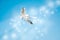 Dove fly in the air with wings wide over blue sky