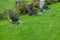 Dove flying near gravestones in a cemetery