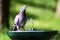 Dove in the fountain