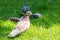 Dove on green grass in the park. Colorful dove. Pigeon city bird.