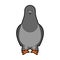 Dove grey Front view isolated. pigeon City bird vector illustration