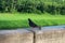 Dove grey is sitting on the parapet of the city near the river