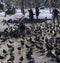 Dove lands on the ground in the park