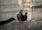 Dove on a ledge with deep shadows