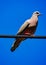 Dove on light wire with blue sky in background