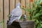 A dove meets a house sparrow at a fountain