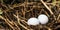 Dove nest with two unhatched eggs in it