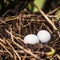 Dove nest with two unhatched eggs in it