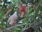 Dove over a branch