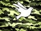 Dove of Peace, peaceful solutions of compromise symbol