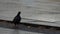 A dove pecks a rusty leaf on a stone pavement on a nasty weather in slo-mo