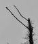 A dove perched on the outreaching branch of a dying poplar tree