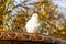 Dove perching on a stone water feature in Regent`s Park of London