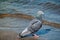 Dove photography near waterfront. Wildlife of grey pigeon near shore and wave. Freedom peaceful scenery with bird and shoreline.