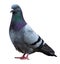 Dove pigeon bird, Dove isolated