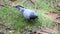 Dove pigeon bird walking on the nature ground with ambient sound