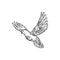 Dove pigeon, flying bird sketch