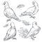 Dove or pigeon isolated sketches, bird peace symbol