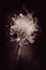 Dove Pincushion Flower - Scabiosa columbaria