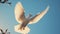 The dove pure elegance symbolizes peace and spirituality in motion generative AI