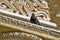 Dove on richly decorated facade of the church La Merced in Antigua