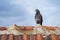 Dove on roof