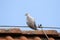 A dove on the roof, sitting on a lightning rod