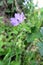 Dove\'s-foot Crane\'s-bill or Dovesfoot Geranium (geranium molle)