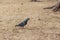 Dove on Sand.