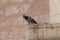 A dove  sits on a cornice of a column of a mosque of the Muslim part of the tomb of the grave of the prophet Samuel on Mount of