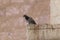 A dove  sits on a cornice of a column of a mosque of the Muslim part of the tomb of the grave of the prophet Samuel on Mount of