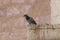 A dove  sits on a cornice of a column of a mosque of the Muslim part of the tomb of the grave of the prophet Samuel on Mount of