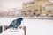 Dove sits on the parapet of embankment in winter during snowfall against the background of the old city