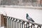 Dove sits on the parapet of embankment in winter during snowfall against the background of the old city