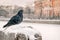 Dove sits on the parapet of embankment in winter during snowfall against the background of the old city