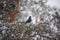 The dove sits on a snow-covered branch of a coniferous tree. Wintering birds