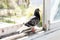 A dove sits on the windowsill of an old balcony