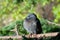 Dove sitting on a branch position 3