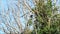 Dove sitting on branch in tree, april, Wood pigeon