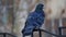 Dove sitting on the fence, Odessa morning