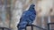 Dove sitting on the fence, Odessa morning